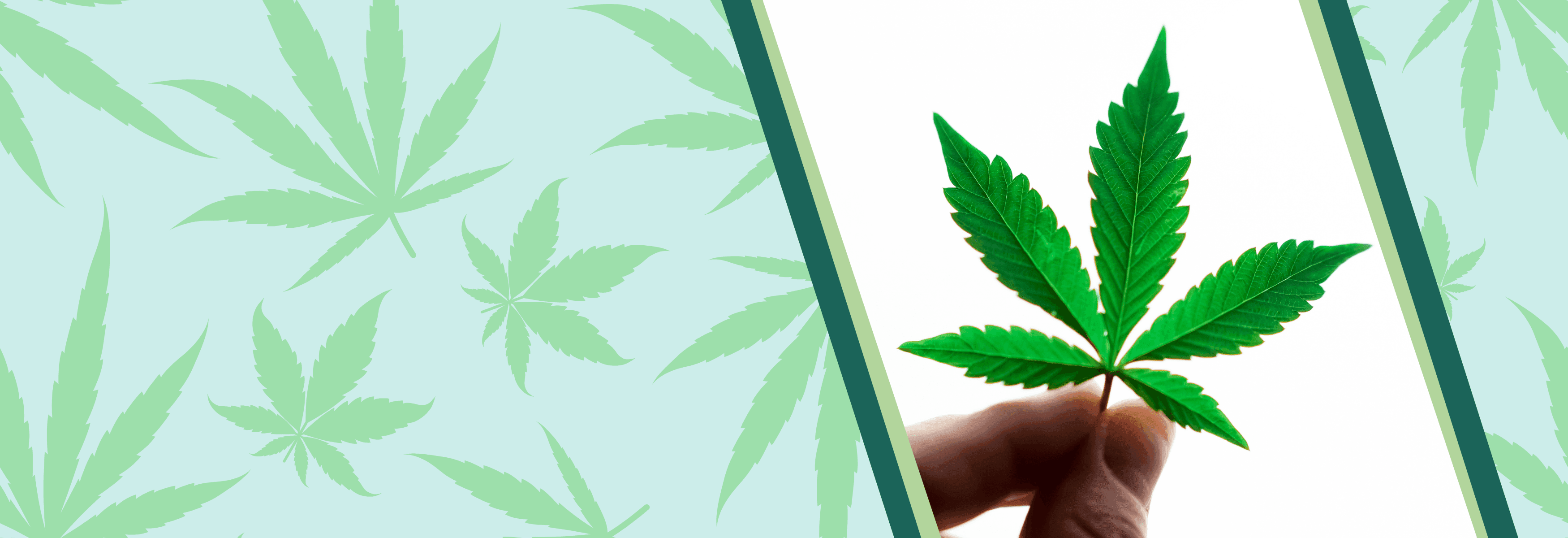 Nahaufnahme eines grünen Cannabisblattes in der Hand